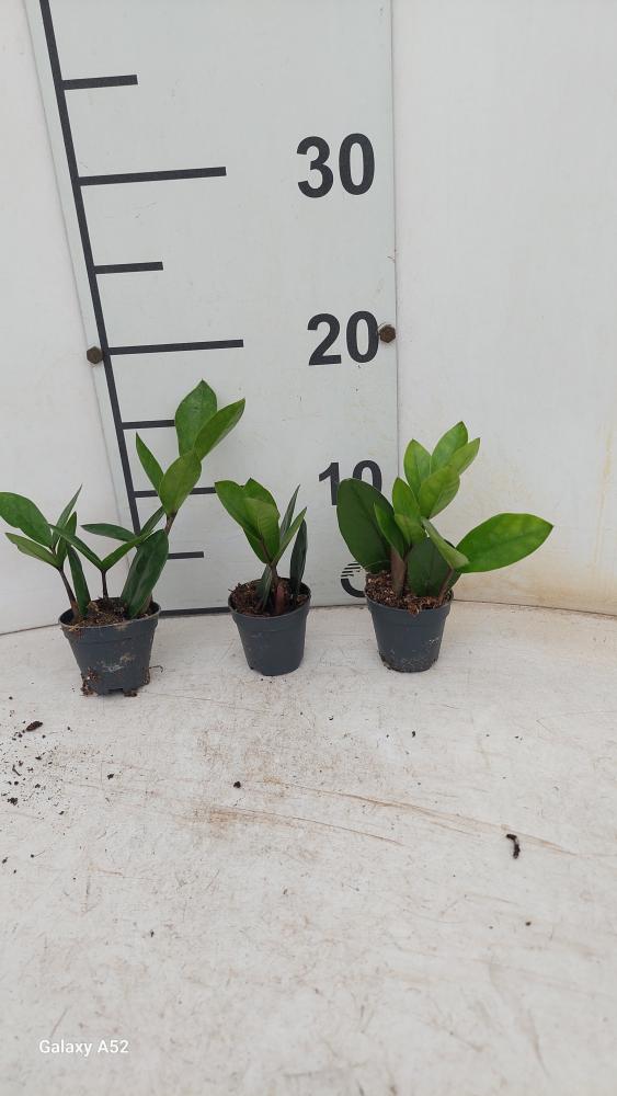 ZAMIOCULCAS VP05
