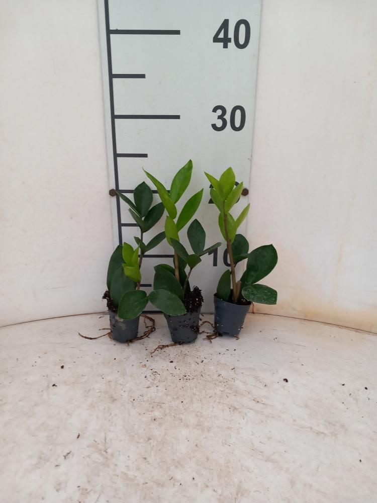 ZAMIOCULCAS VP05