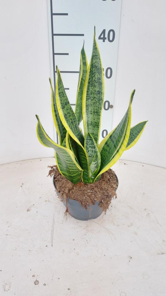 SANSEVIERIA SUPERBA CP17