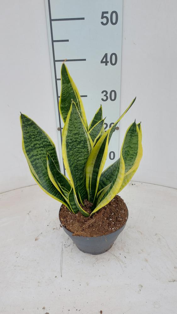 SANSEVIERIA SUPERBA CP17