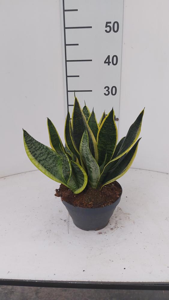 SANSEVIERIA SUPERBA CP17