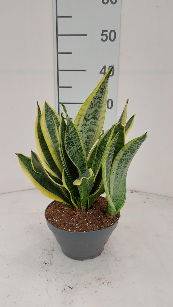 SANSEVIERIA SUPERBA CP17