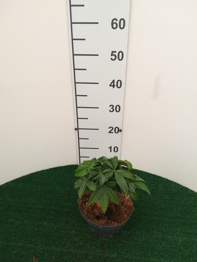 PACHIRA BONSAI 3PP CP17