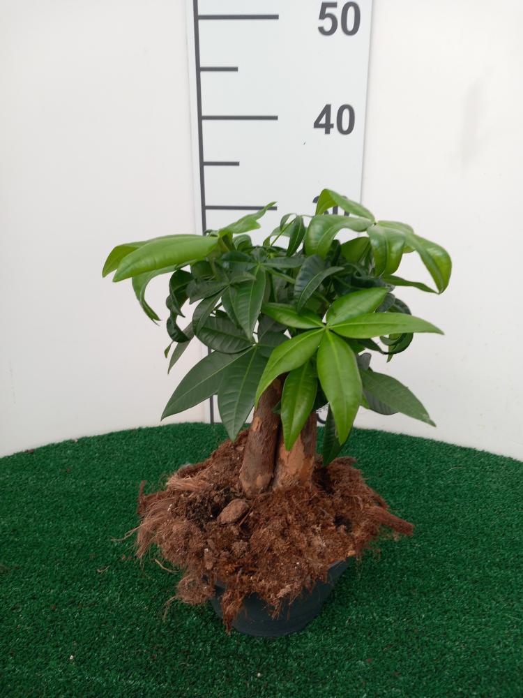 PACHIRA BONSAI 3PP CP17