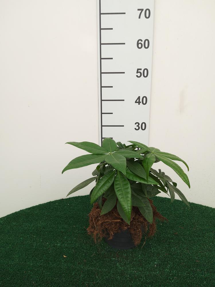 PACHIRA BONSAI 3PP CP17