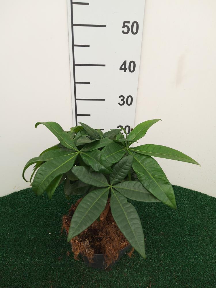 PACHIRA BONSAI 3PP CP17