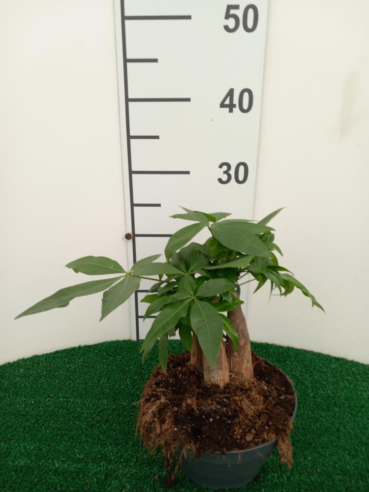 PACHIRA BONSAI 3PP CP17