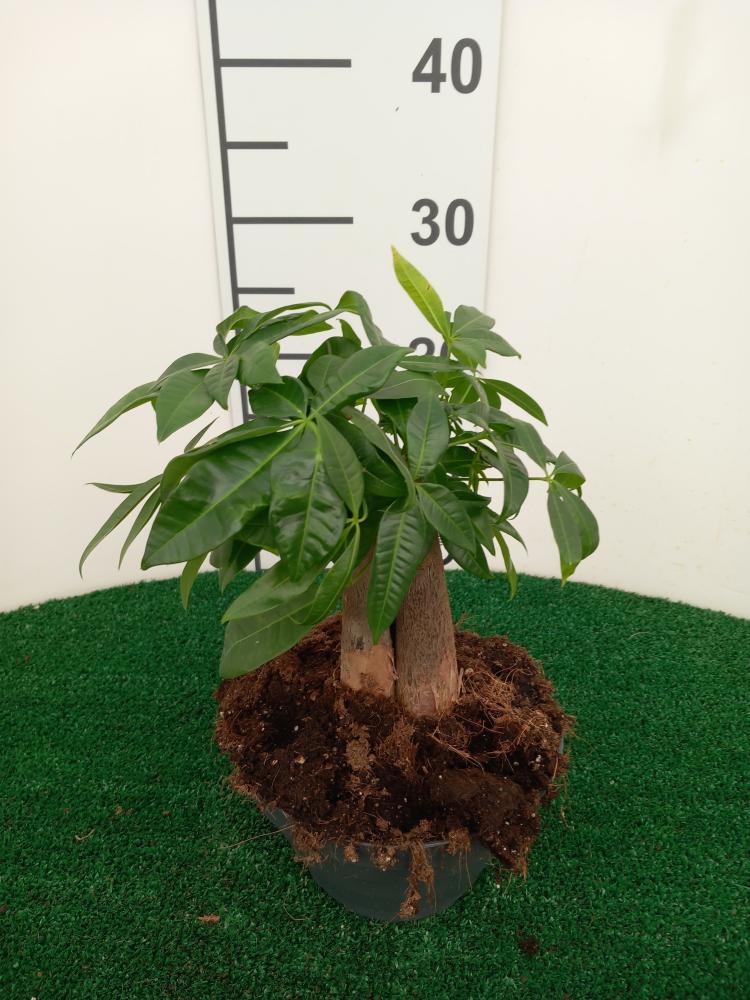 PACHIRA BONSAI 3PP CP17