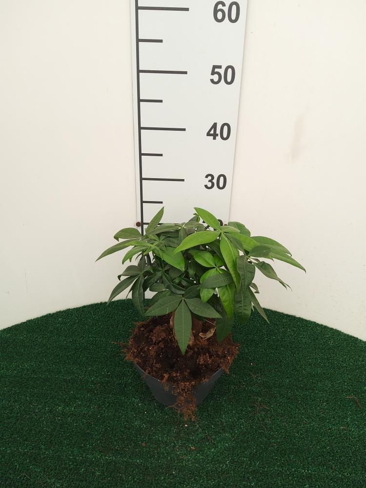 PACHIRA BONSAI 3PP CP17