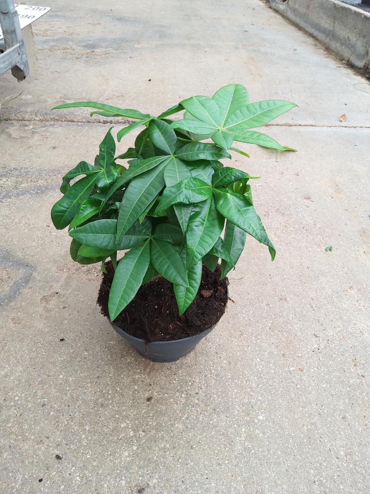 PACHIRA BONSAI 3PP CP17