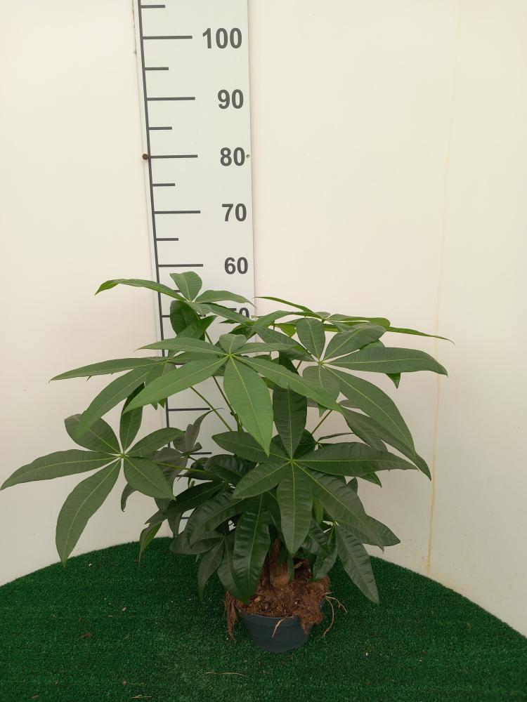 PACHIRA BONSAI 3PP CP17