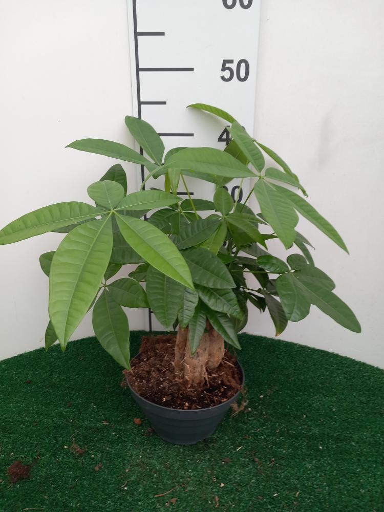 PACHIRA BONSAI 3PP CP17