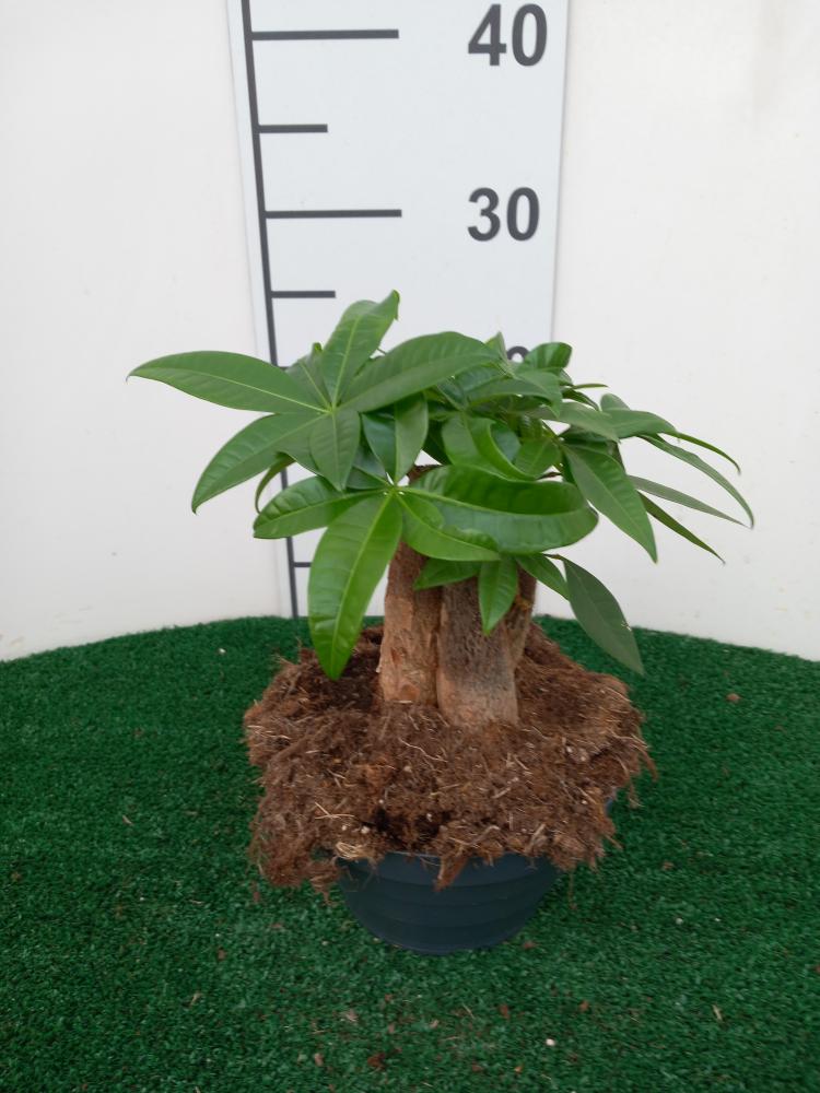 PACHIRA BONSAI 3PP CP17