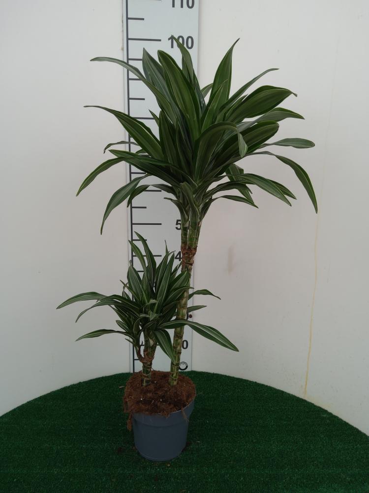 DRACAENA ULISES H45/15 VP17
