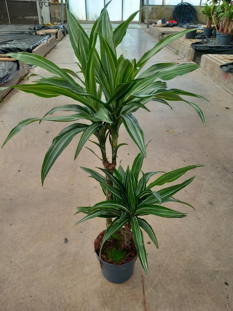 DRACAENA ULISES H45/15 VP17