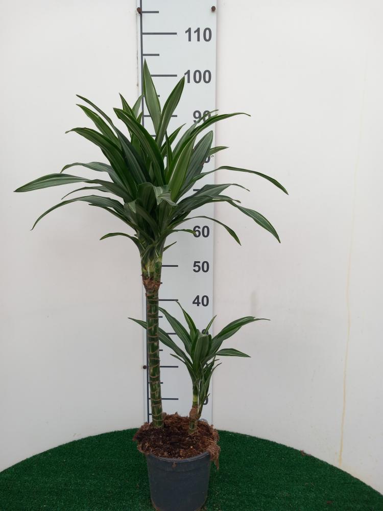 DRACAENA ULISES H45/15 VP17
