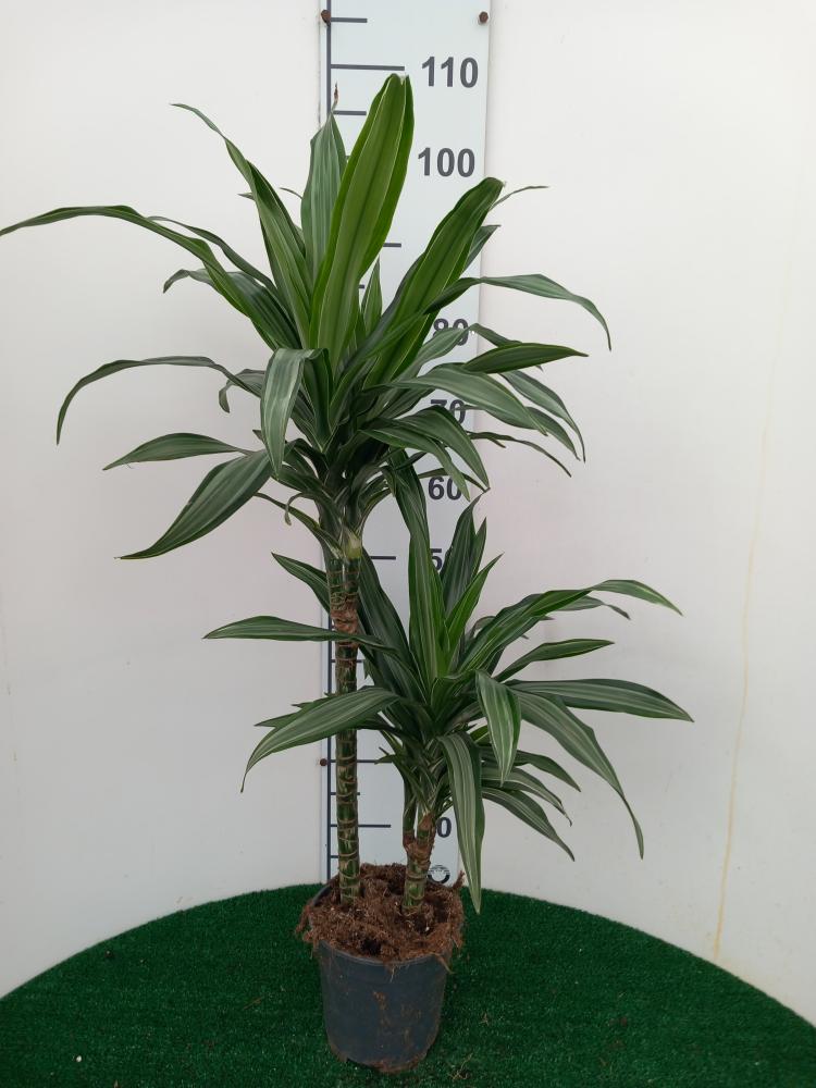 DRACAENA ULISES H45/15 VP17