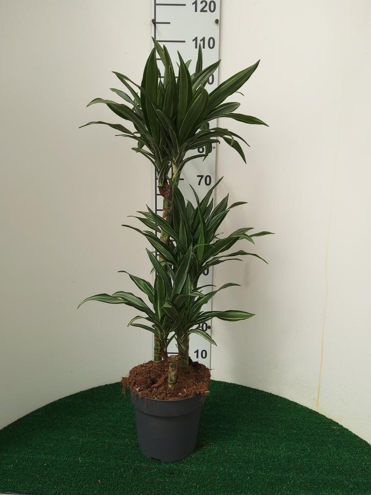 DRACAENA ULISES H60/30/15 VP21