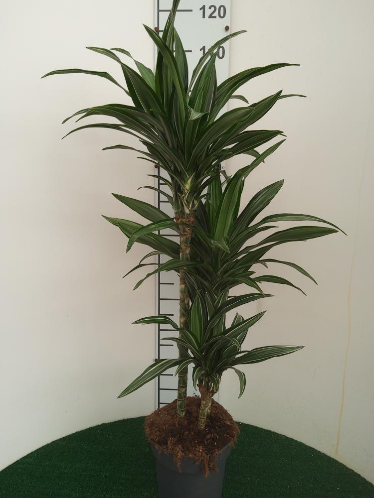 DRACAENA ULISES H60/30/15 VP21