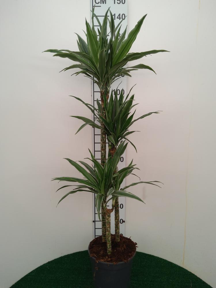 DRACAENA ULISES H60/30/15 VP21