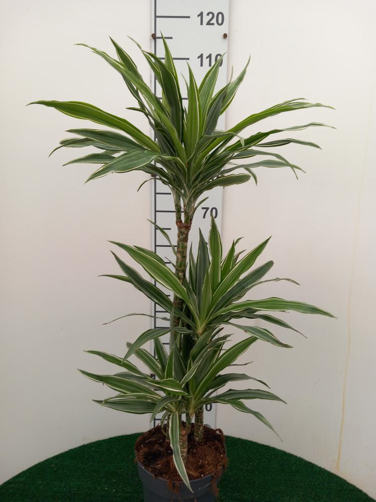 DRACAENA ULISES H60/30/15 VP21