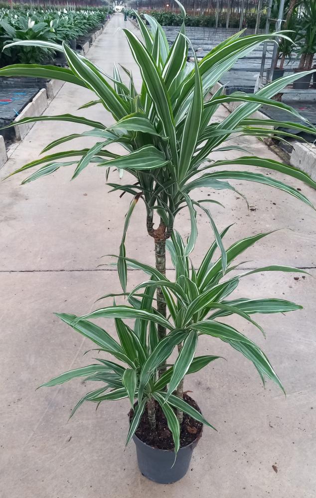 DRACAENA ULISES H60/30/15 VP21