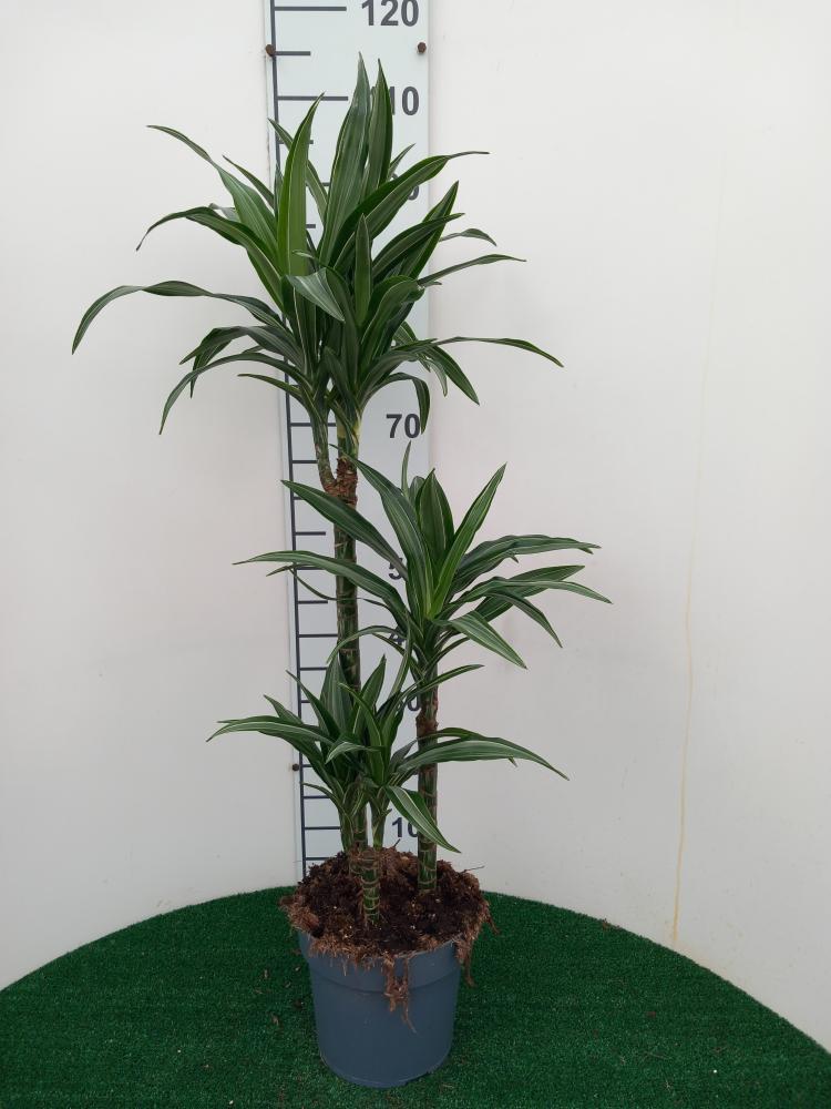DRACAENA ULISES H60/30/15 VP21