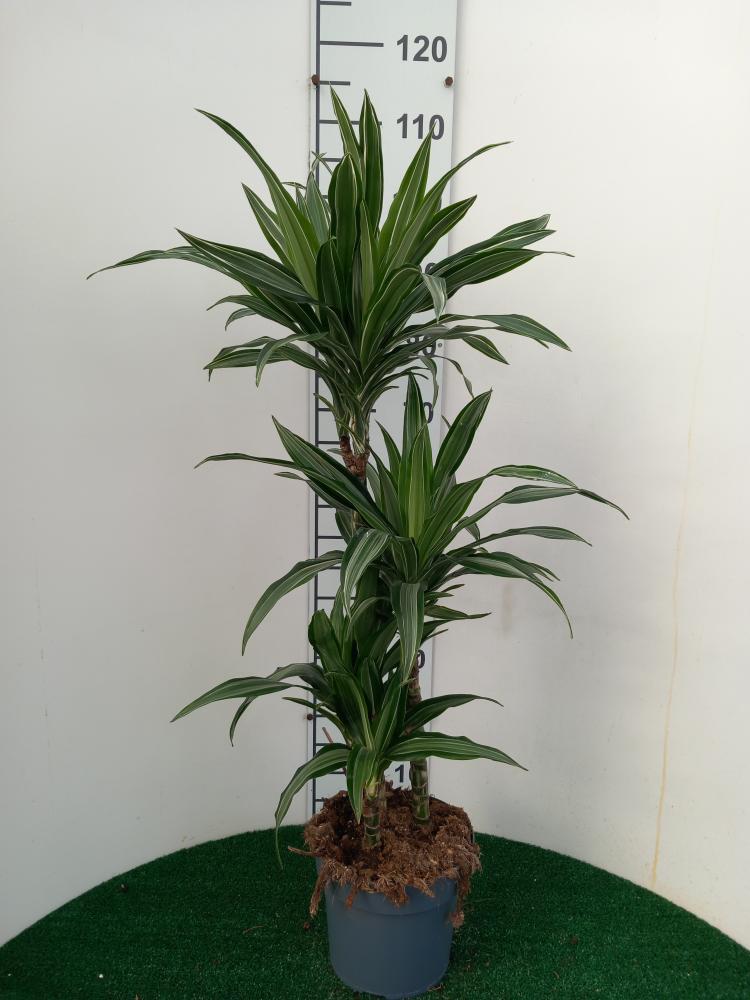 DRACAENA ULISES H60/30/15 VP21