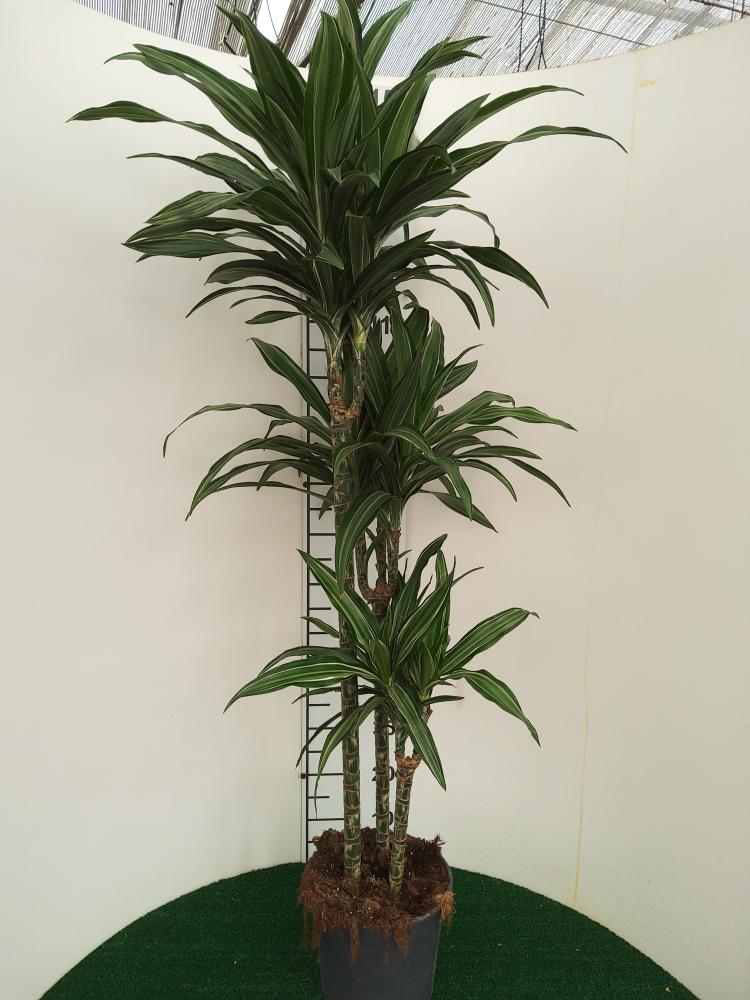 DRACAENA ULISES H90/60/30 VP24