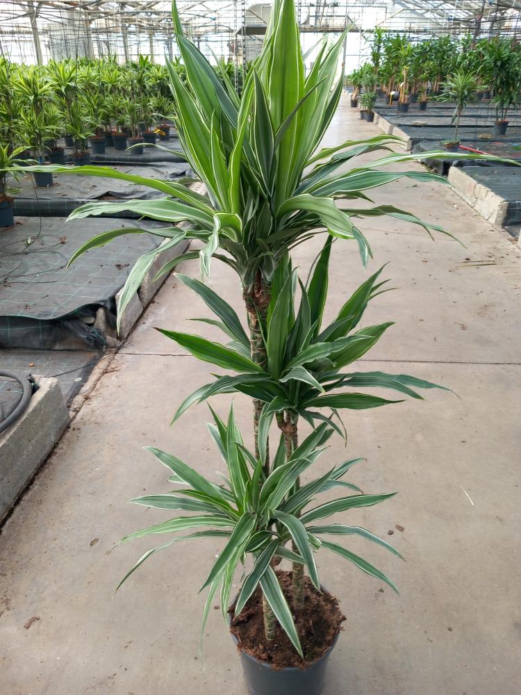 DRACAENA ULISES H90/60/30 VP24