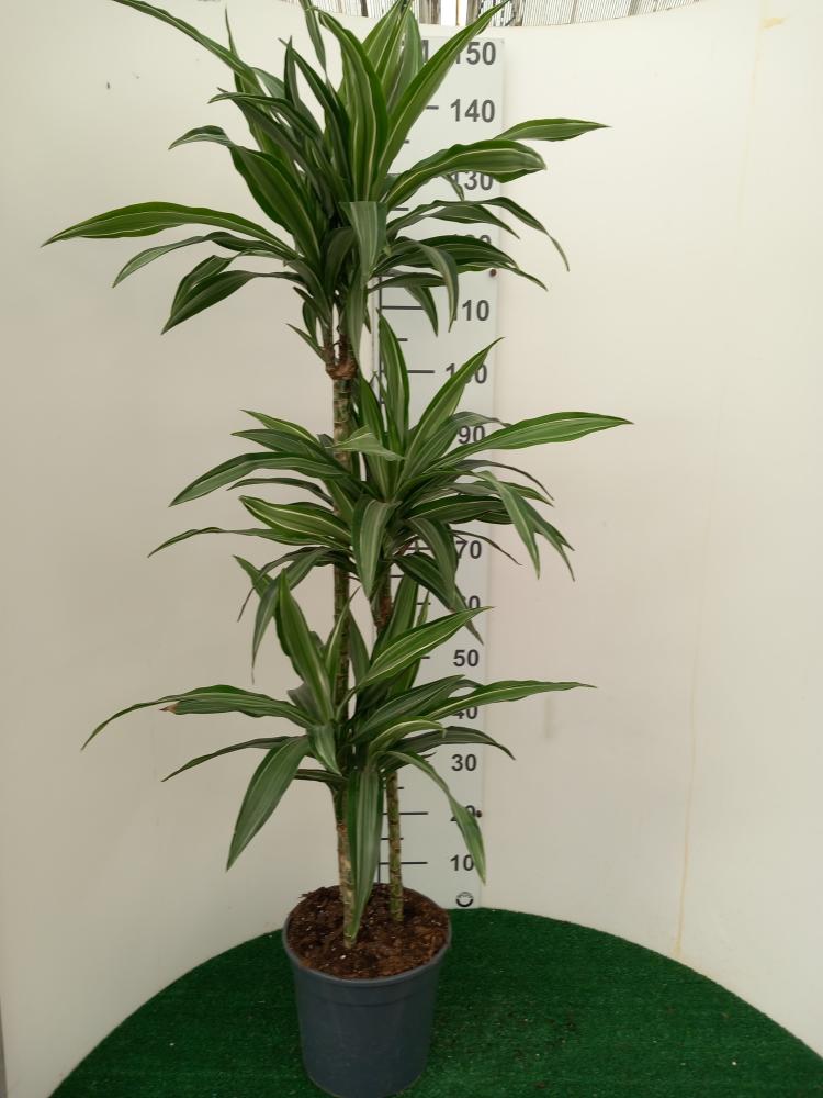 DRACAENA ULISES H90/60/30 VP24