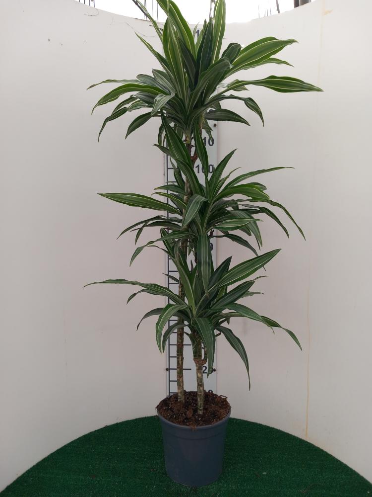 DRACAENA ULISES H90/60/30 VP24