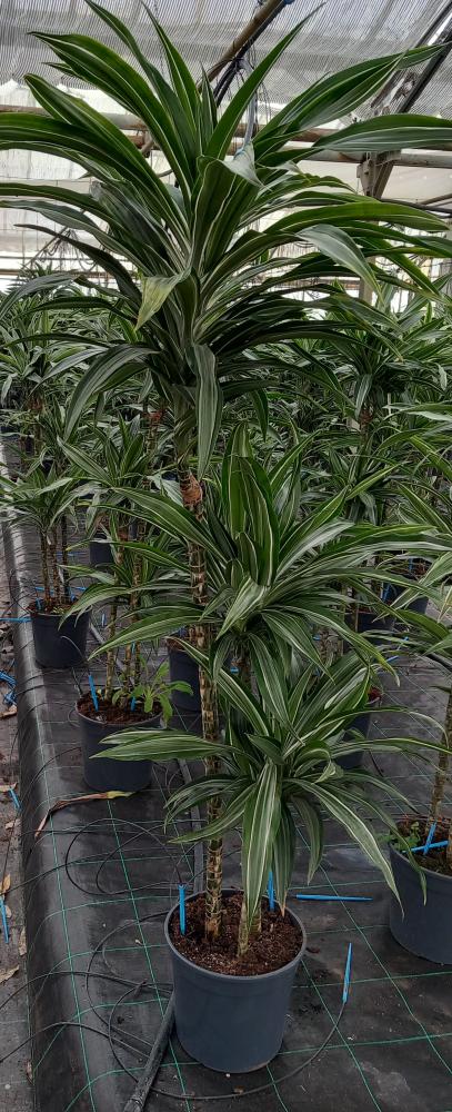 DRACAENA ULISES H90/60/30 VP24