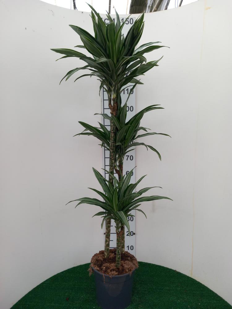DRACAENA ULISES H90/60/30 VP24