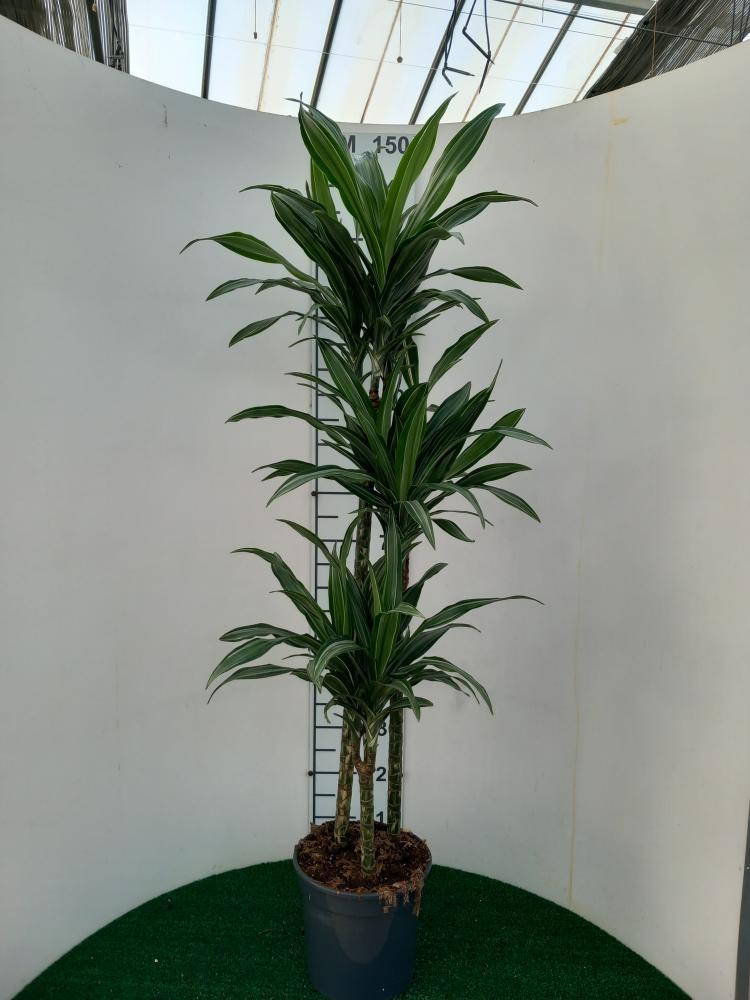 DRACAENA ULISES H90/60/30 VP24