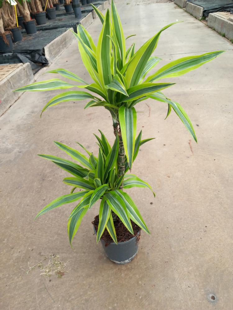 DRACAENA LEMON H45/15 VP17