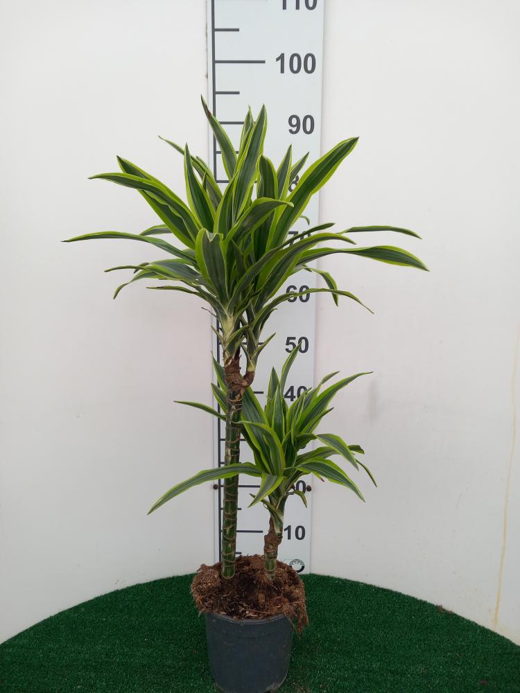 DRACAENA LEMON H45/15 VP17