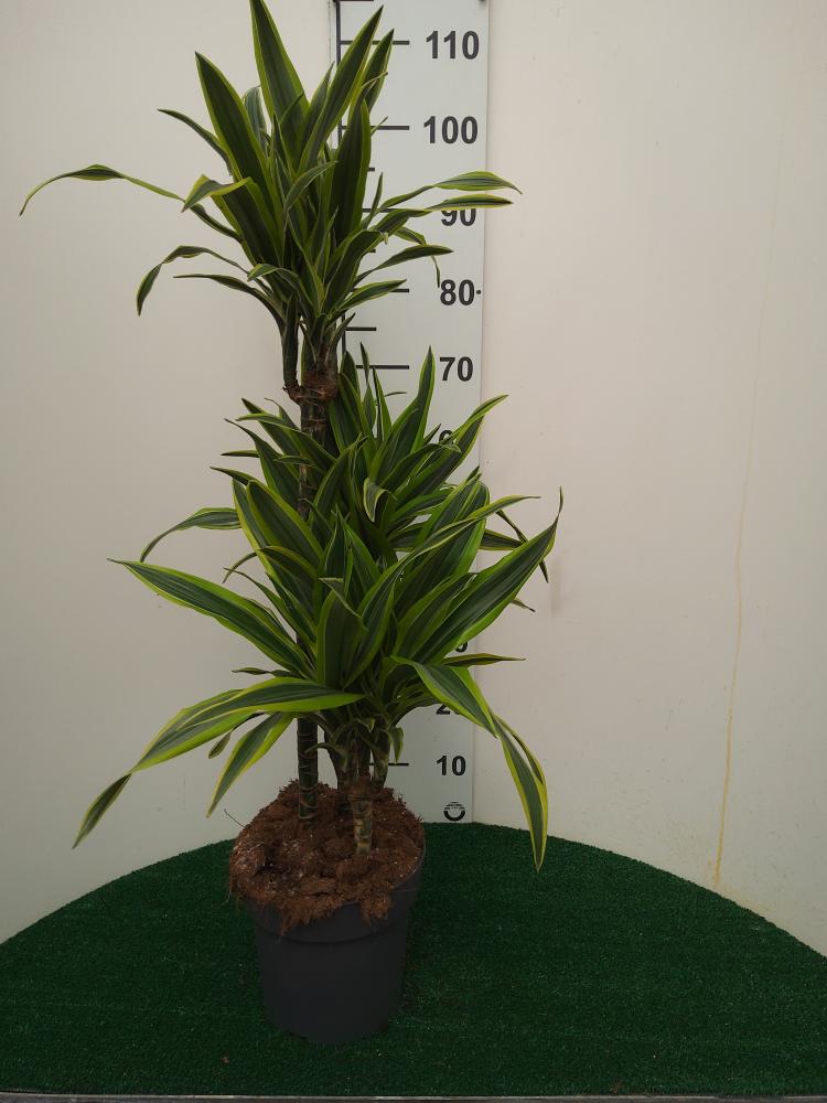 DRACAENA LEMON H60/30/15 VP21