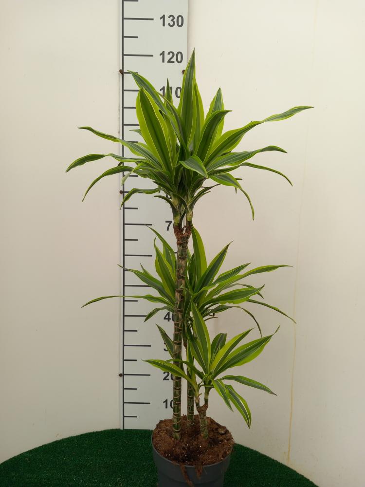 DRACAENA LEMON H60/30/15 VP21