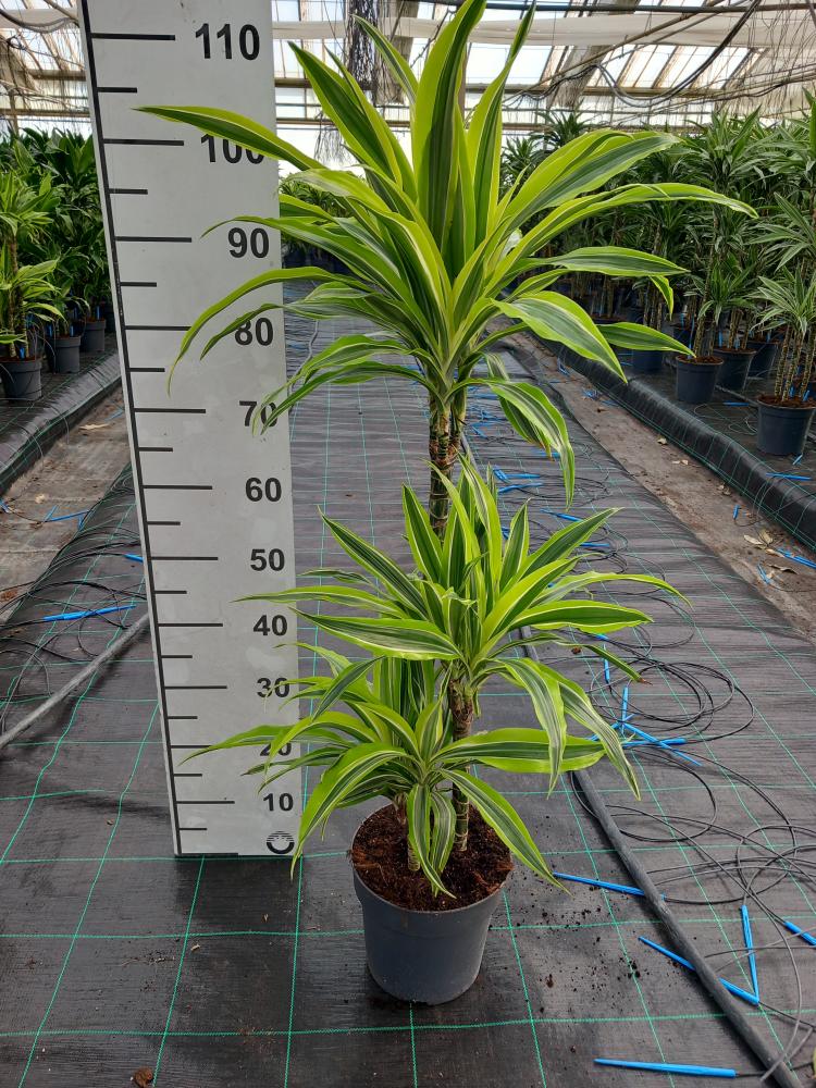 DRACAENA LEMON H60/30/15 VP21