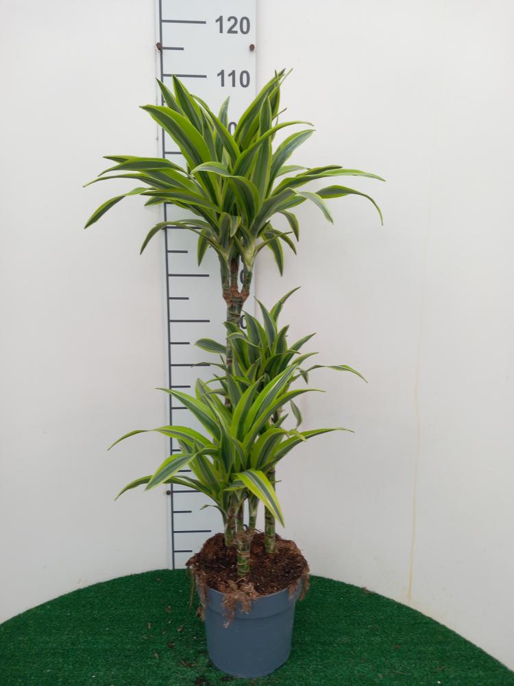 DRACAENA LEMON H60/30/15 VP21