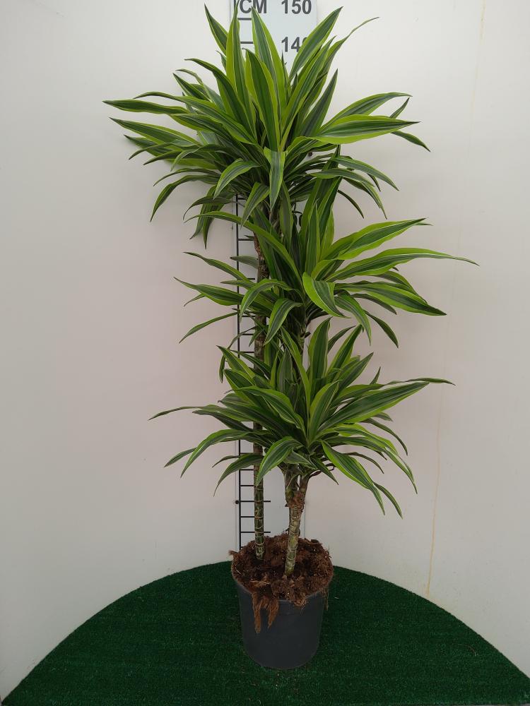 DRACAENA LEMON H90/60/30 VP24