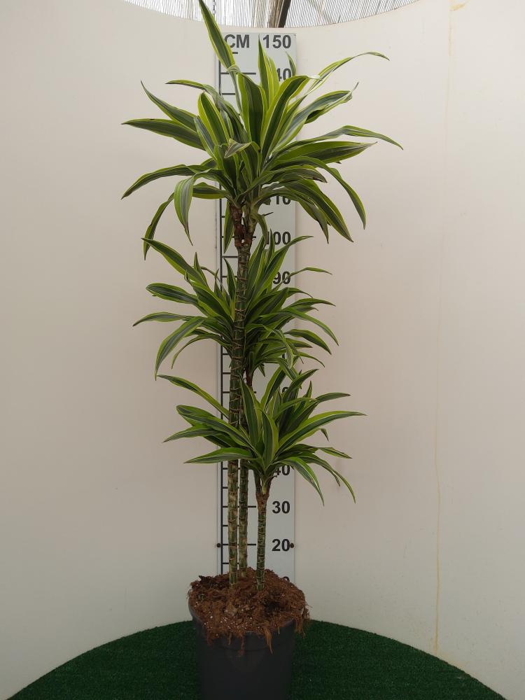 DRACAENA LEMON H90/60/30 VP24