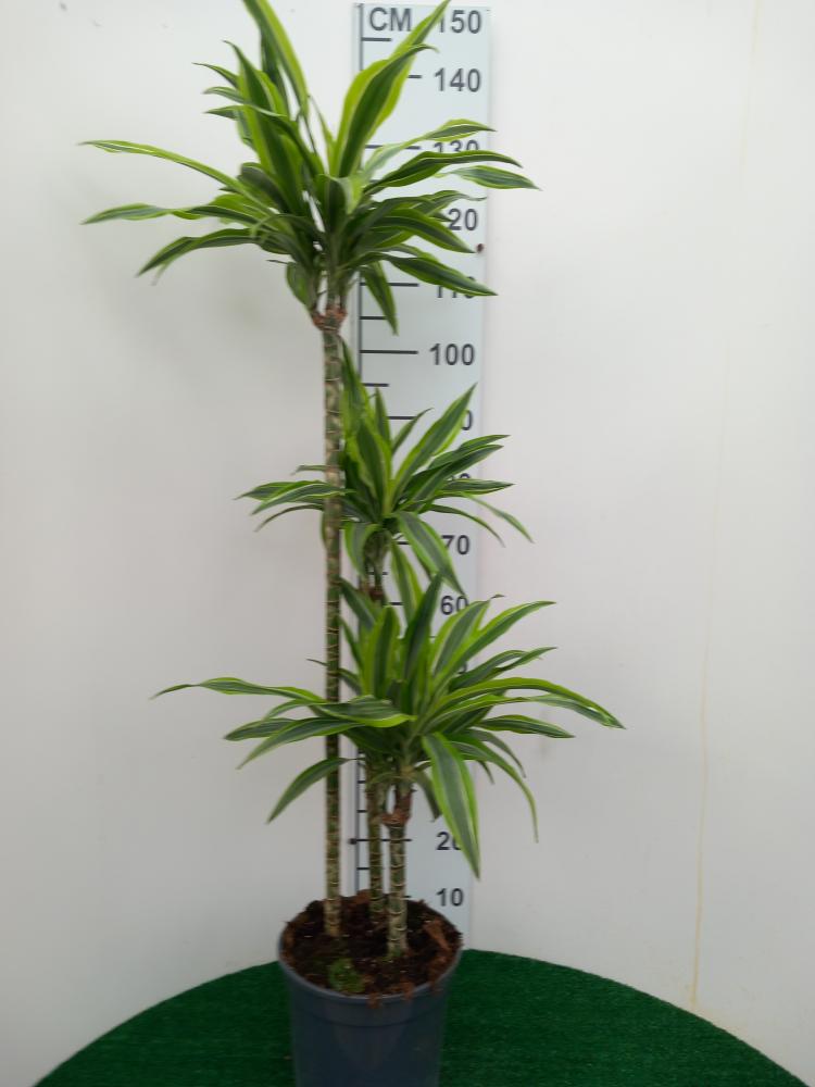 DRACAENA LEMON H90/60/30 VP24