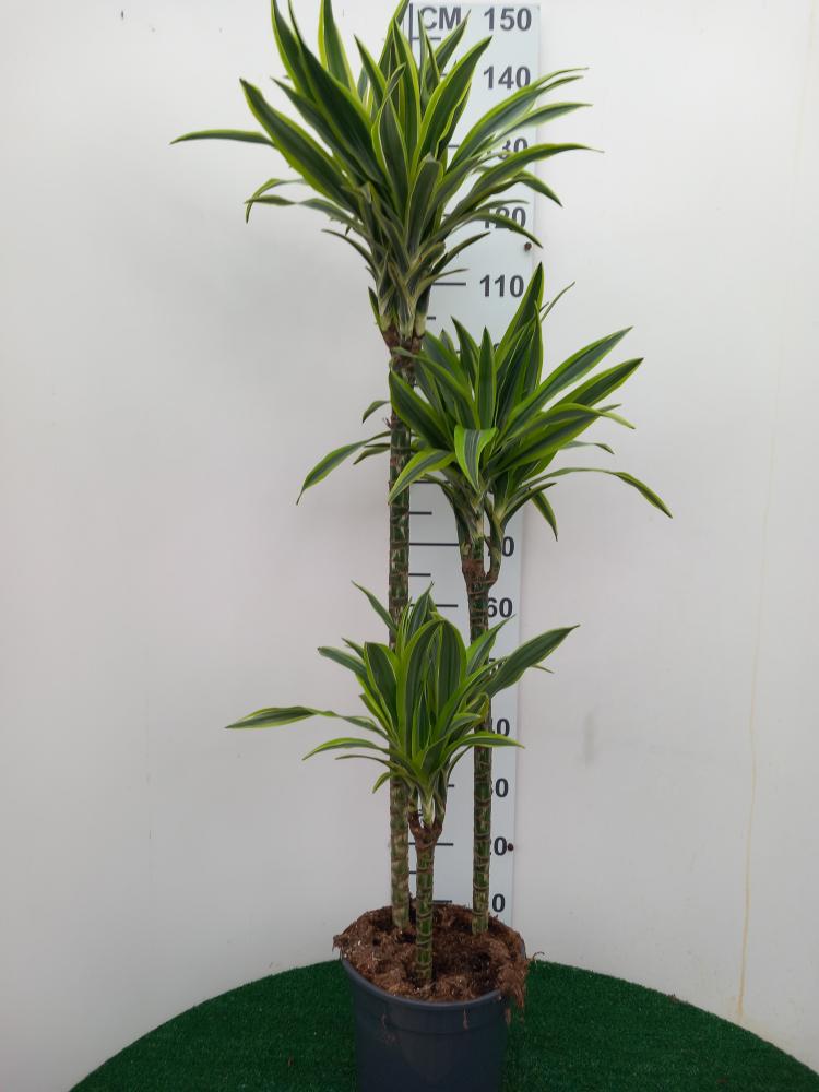 DRACAENA LEMON H90/60/30 VP24