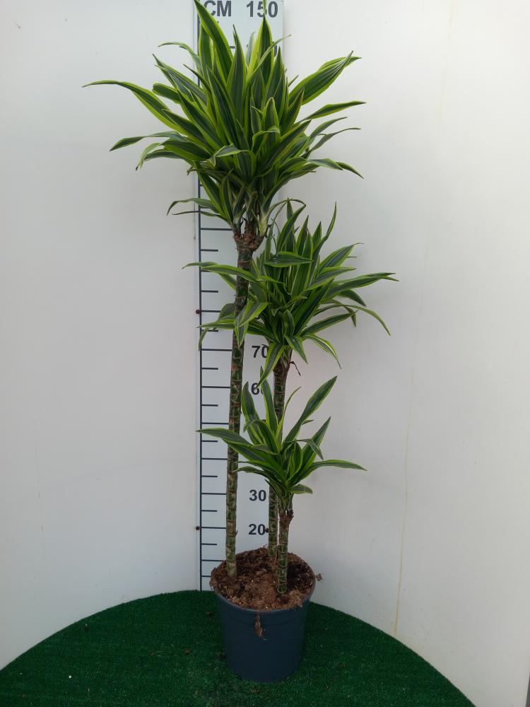 DRACAENA LEMON H90/60/30 VP24
