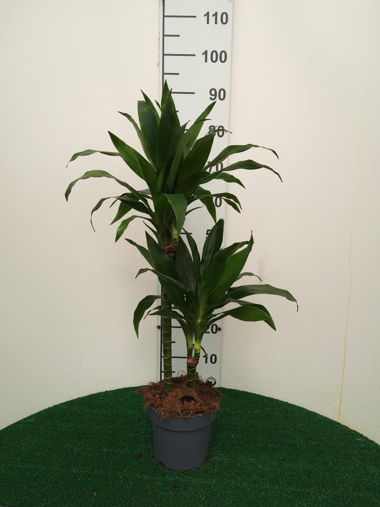 DRACAENA GREEN H45/15 VP17