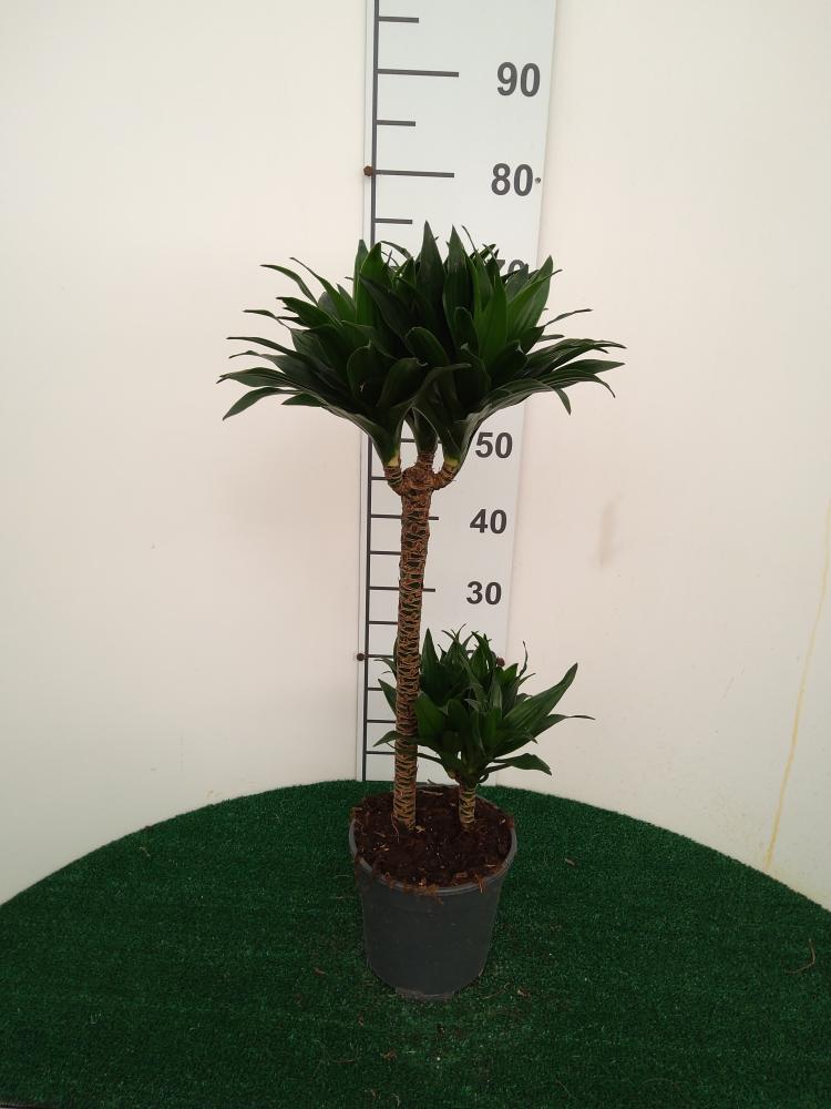 DRACAENA GREEN H45/15 VP17