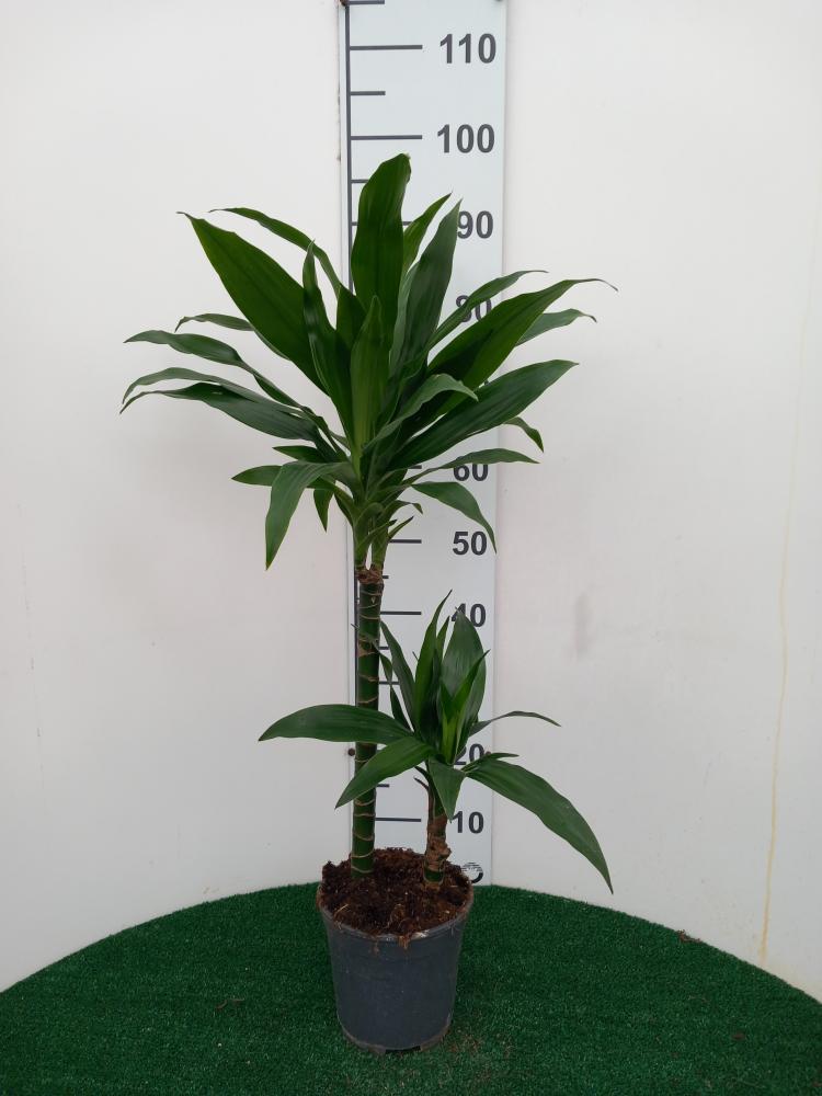 DRACAENA GREEN H45/15 VP17