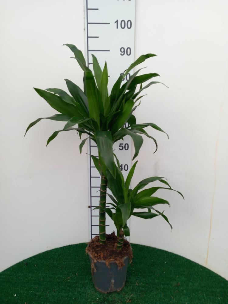 DRACAENA GREEN H45/15 VP17